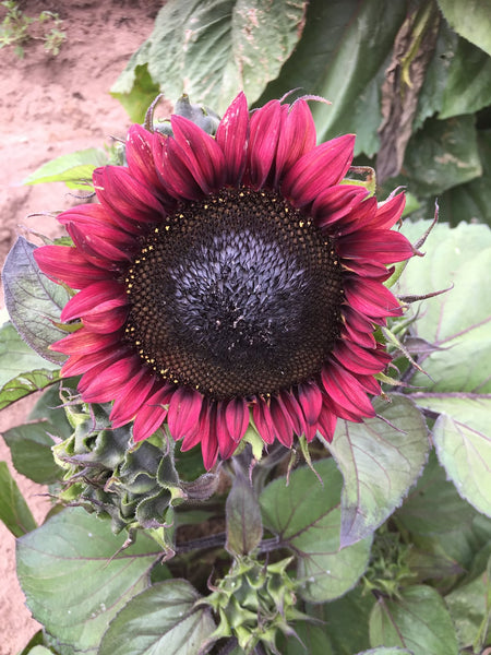 Sunflower Seeds - FleuroSun - Compact, Branched - COMPACT MAUVE SPRAY - Packets