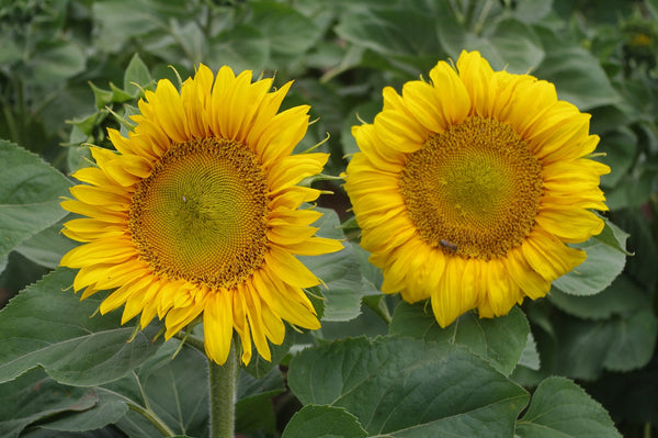 Sunflower Seeds - FleuroSun - Tall, Unbranched - LANDSCAPE - Wholesale