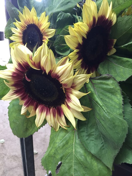 Sunflower Seeds - FleuroSun - Lilac Monarch