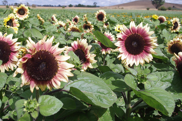 Sunflower Seeds - FleuroSun - Tall, Unbranched - LILAC MONARCH - Wholesale