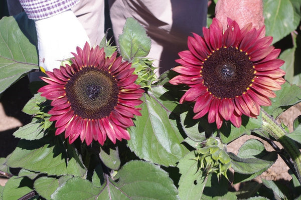 Sunflower Seeds - FleuroSun - Tall, Branched - MAUVE SPRAY - Wholesale