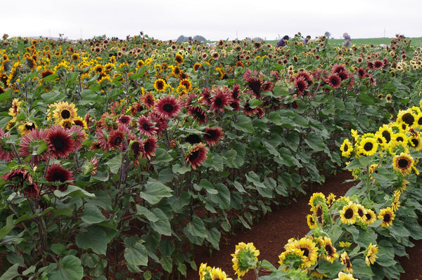 Sunflower Seeds - FleuroSun - Tall, Branched - MAUVE SPRAY - Wholesale