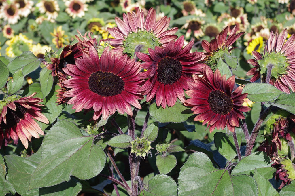 Sunflower Seeds - FleuroSun - Tall, Branched - MAUVE SPRAY - Wholesale