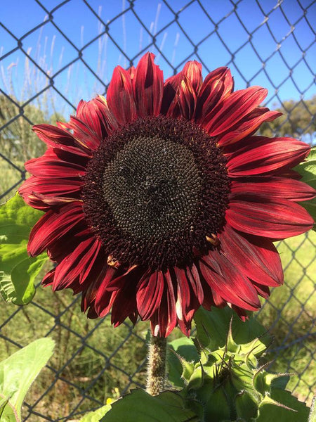 Sunflower Seeds - FleuroSun - Tall, Branched - MAUVE SPRAY - Wholesale