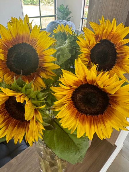 Sunflower Seeds - FleuroSun - Tall, Unbranched - MONARCH - Packets