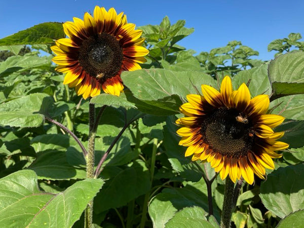 Sunflower Seeds - FleuroSun - Tall, Unbranched - MONARCH - Packets