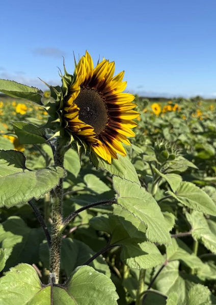 Sunflower Seeds - FleuroSun - Tall, Unbranched - MONARCH - Packets