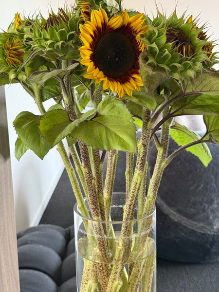 Sunflower Seeds - FleuroSun - Tall, Unbranched - MONARCH - Packets