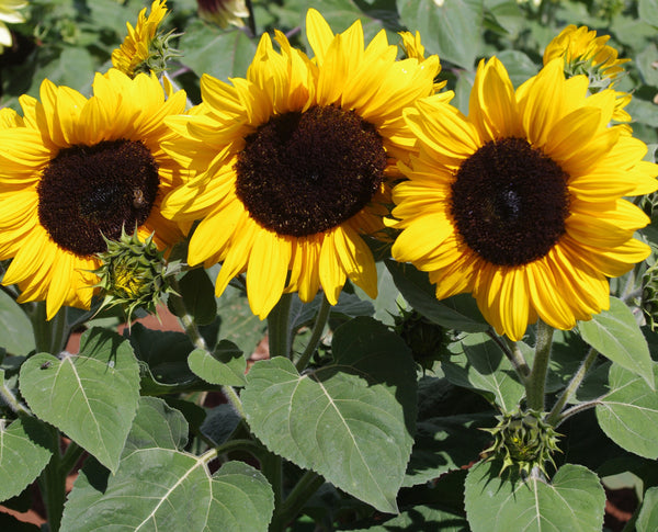 Sunflower Seeds - FleuroSun - Medium, Branched - COMPACT GOLD SPRAY - Wholesale