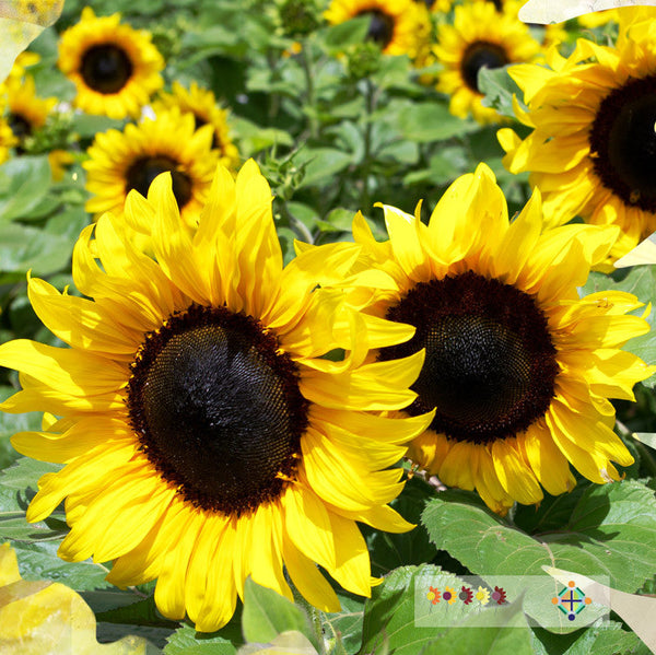 Sunflower Seeds - FleuroSun - Tall, Unbranched - CLASSIC GOLD - Wholesale