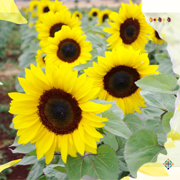 Sunflower Seeds - FleuroSun - Tall, Unbranched - CLASSIC GOLD - Wholesale