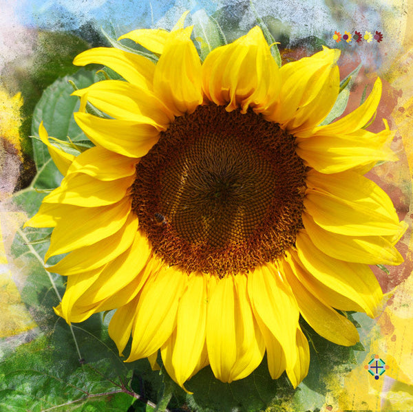 Sunflower Seeds - FleuroSun - Tall, Unbranched - LANDSCAPE - Wholesale