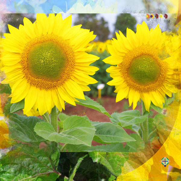 Sunflower Seeds - FleuroSun - Tall, Unbranched - LANDSCAPE - Wholesale