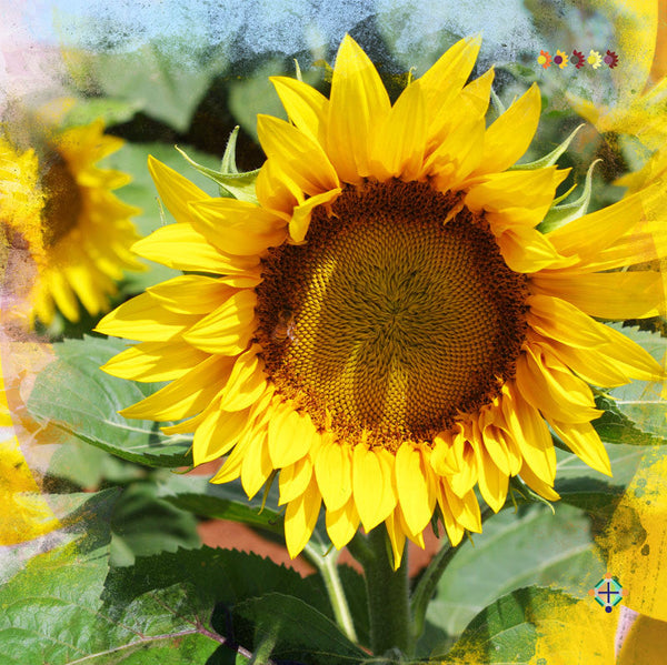 Sunflower Seeds - FleuroSun - Tall, Unbranched - LANDSCAPE - Wholesale