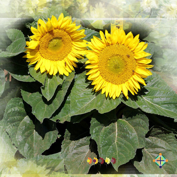 Sunflower Seeds - FleuroSun - Medium, Unbranched - COMPACT LANDSCAPE - Wholesale