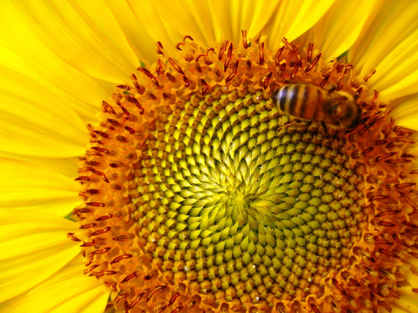 Sunflower Seeds - FleuroSun - Tall, Unbranched - LANDSCAPE - Packets