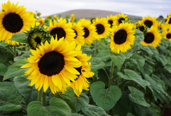 Sunflower Seeds - FleuroSun - Tall, Unbranched - CLASSIC GOLD - Packets