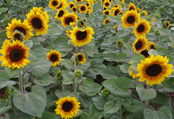 Sunflower Seeds - FleuroSun - Tall, Unbranched - MONARCH - Packets