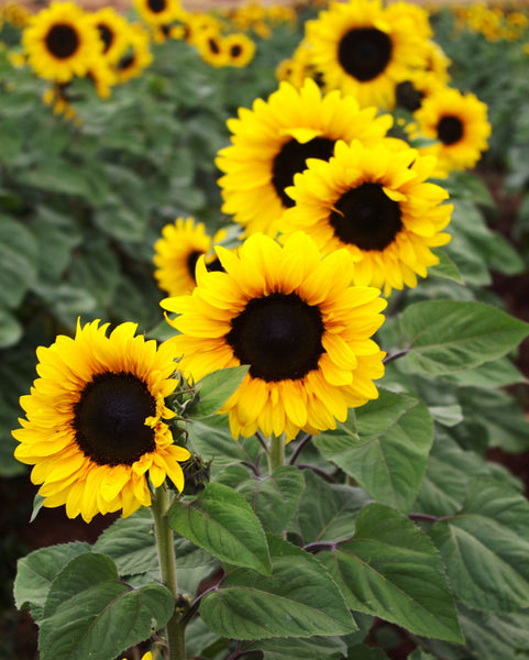 Sunflower Seeds - FleuroSun - Tall, Branched  - GOLD SPRAY - Wholesale