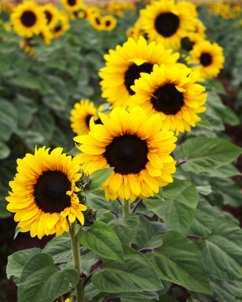 Sunflower Seeds - FleuroSun - Tall, Branched  - GOLD SPRAY - Packets