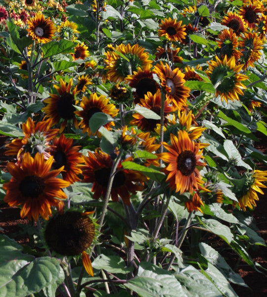 Sunflower Seeds - FleuroSun - Tall, Branched - GARNET - Packets