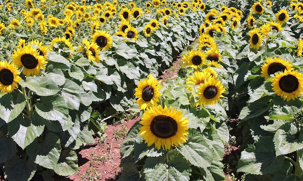 Sunflower Seeds - FleuroSun - Medium, Unbranched - COMPACT CLASSIC GOLD - Packets