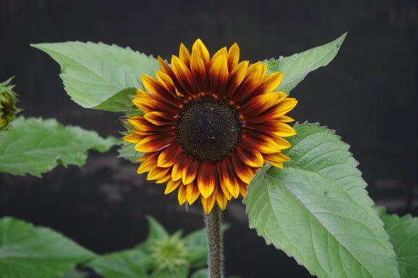 Sunflower Seeds - FleuroSun - Medium, Branched - COMPACT GARNET - Packets