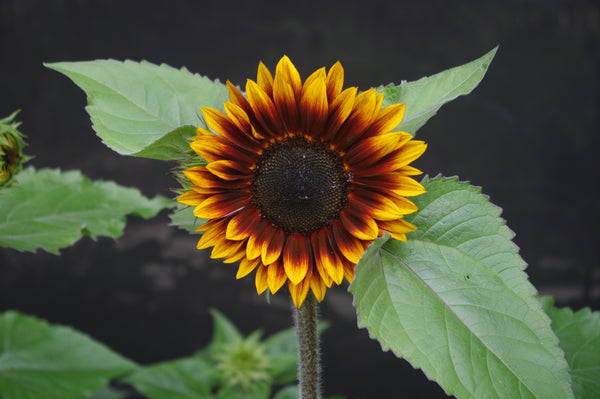 Sunflower Seeds - FleuroSun Compacts - Compact Garnet