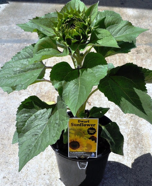 Sunflower Seeds - FleuroSun - Dwarf, Branched - DWARF GOLD SPRAY - Packets