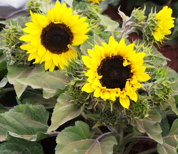 Sunflower Seeds - FleuroSun - Dwarf, Branched - DWARF GOLD SPRAY - Packets