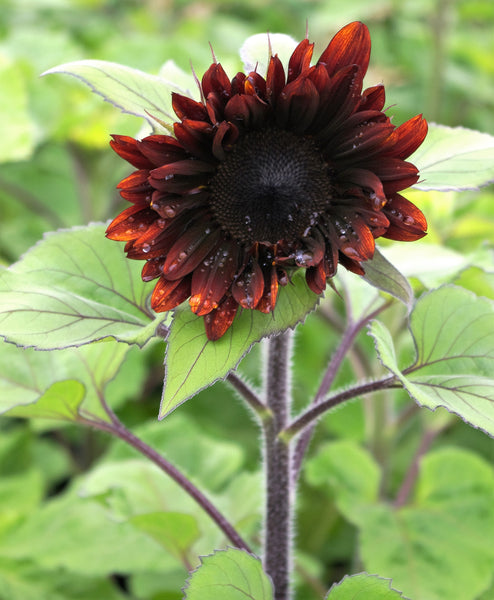 Sunflower Seeds - FleuroSun - Medium, Branched - COMPACT GARNET - Packets