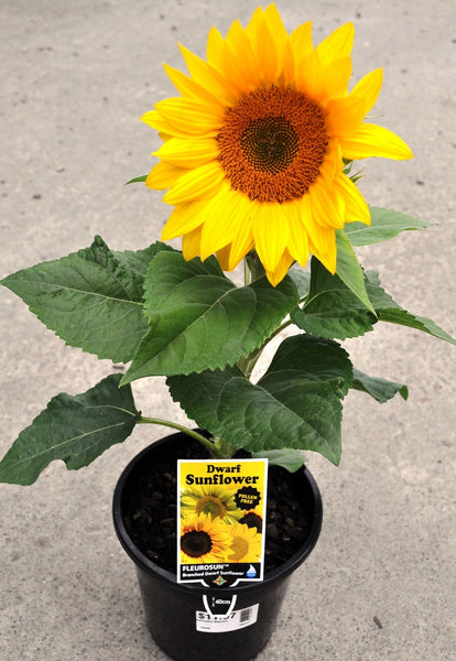 Sunflower Seeds - FleuroSun - Dwarf, Branched - DWARF SUMMER SPRAY - Packets