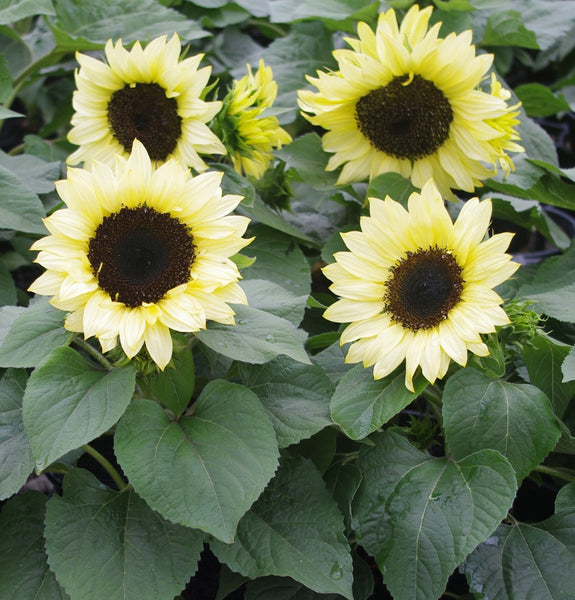 Sunflower Seeds - FleuroSun - Dwarf, Branched - DWARF CALYPSO SPRAY - Packets