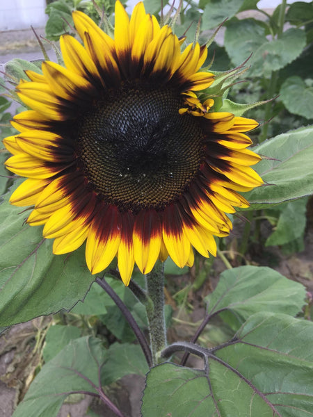 Sunflower Seeds - FleuroSun - Tall, Unbranched - MONARCH - Packets