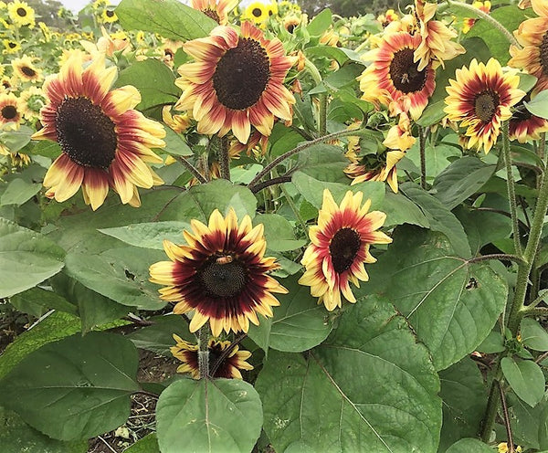 Sunflower Seeds - FleuroSun - Tall, Branched - LILAC SPRAY - Packets