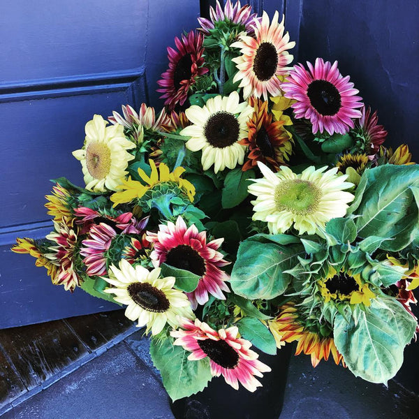 Sunflower Seeds - FleuroSun - Tall, Branched - LILAC SPRAY - Packets