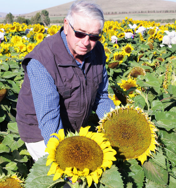Sunflower Seeds - FleuroSun - Medium, Unbranched - COMPACT LANDSCAPE - Packets