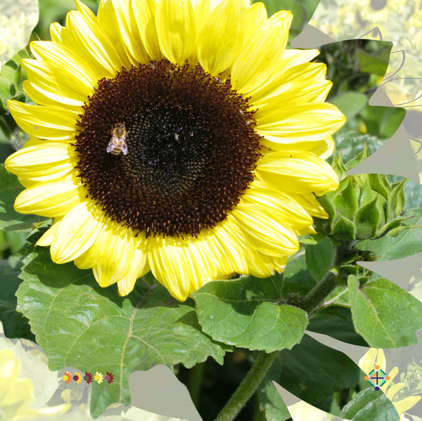 Sunflower Seeds - FleuroSun - Tall, Branched - CALYPSO SPRAY - Wholesale