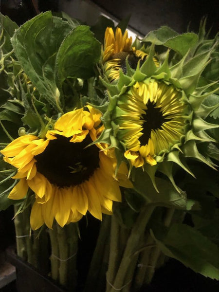 Sunflower Seeds - FleuroSun - Tall, Unbranched - EARLY GOLD - Packets