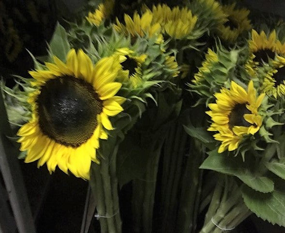 Sunflower Seeds - FleuroSun - Tall, Unbranched - EARLY GOLD - Packets