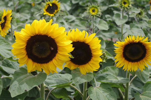 Sunflower Seeds - FleuroSun - Tall, Unbranched - CLASSIC GOLD - Packets