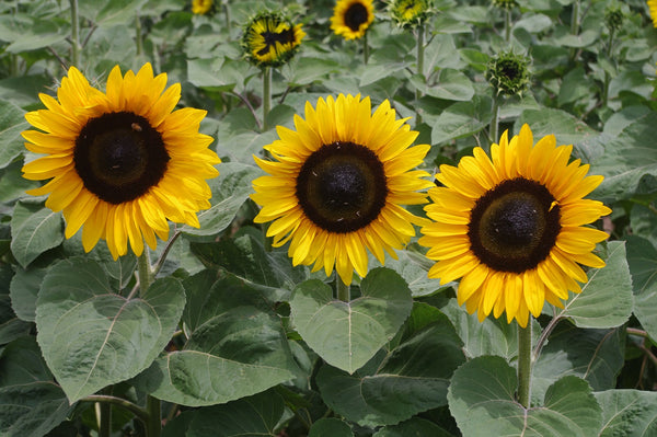 Sunflower Seeds - FleuroSun - Classic Gold