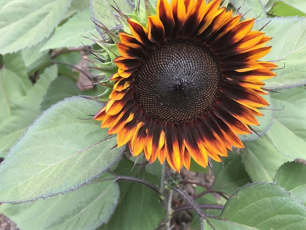 Sunflower Seeds - FleuroSun - Medium, Branched - COMPACT GARNET - Packets