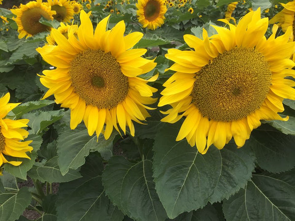Sunflower Seeds - FleuroSun Compacts - Compact Landscape