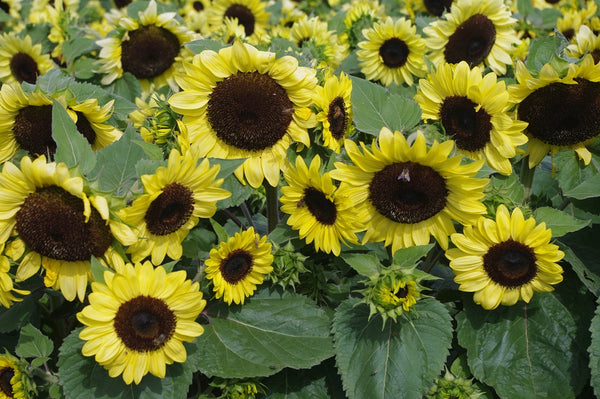 Sunflower Seeds - FleuroSun Compacts - Compact Calypso Spray