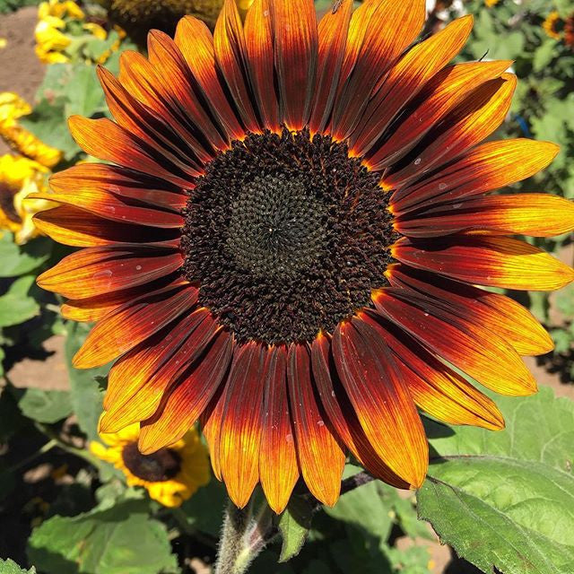 Sunflower Seeds - FleuroSun - Medium, Branched - COMPACT GARNET - Packets