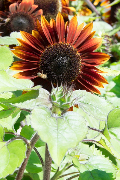 Sunflower Seeds - FleuroSun - Medium, Branched - COMPACT GARNET - Packets