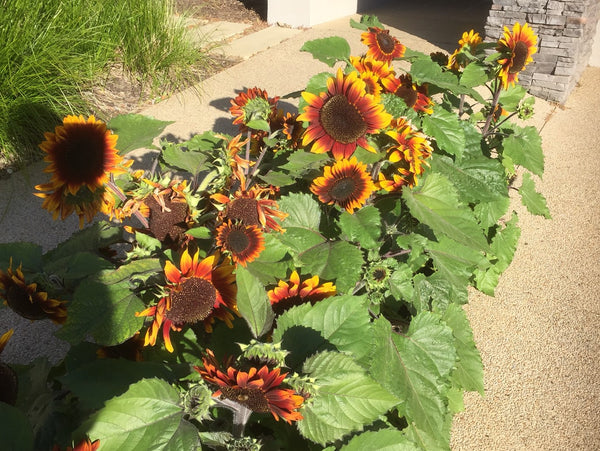 Sunflower Seeds - FleuroSun - Medium, Branched - COMPACT GARNET - Packets