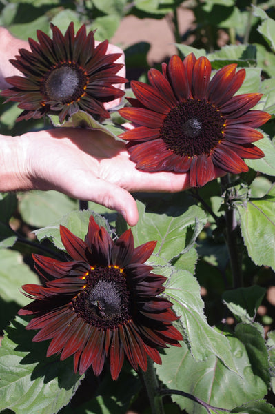 Sunflower Seeds - FleuroSun - Medium, Branched - COMPACT GARNET - Packets