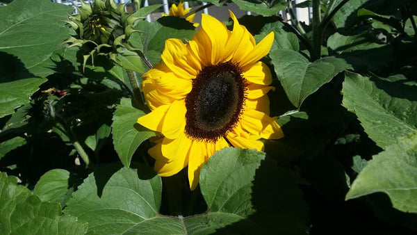 Sunflower Seeds - FleuroSun Compacts - Compact Gold Spray